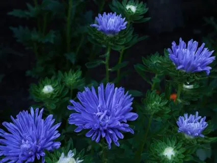 Whispers Of The Night Flowers: Drift Into Sleep 8 Hours