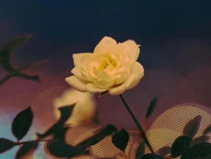 Whispers Of The Night Flowers: Drift Into Sleep