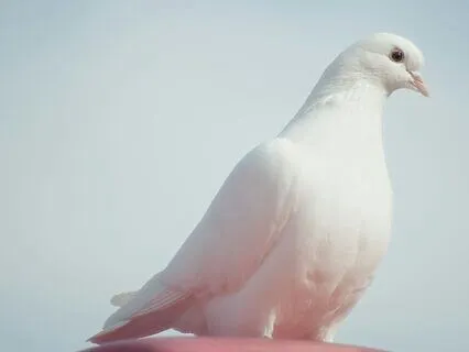 Whispers Of The Wild - The Spirit Animals' Tale