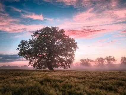 Whispers Of The Wilderness