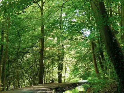Whispers Of The Wind: A Forest Canopy Relaxation