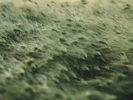 Whispers Of The Wind