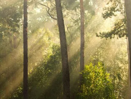 Whispers Of The Woodland