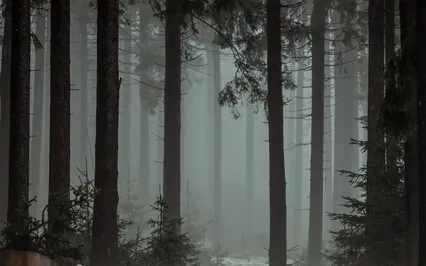 Whispers Of Winter In The Forest: A Soundscape Journey,EP_12