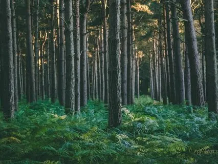 Whispers Of Wisdom -  Ancestral Shadows