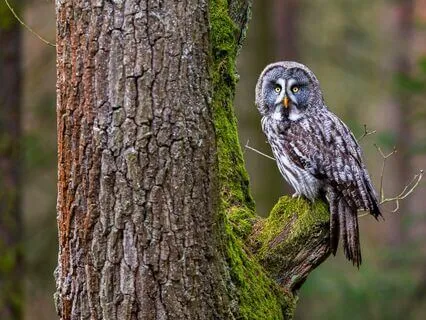 Whispers Of Wisdom | Mystical Flute