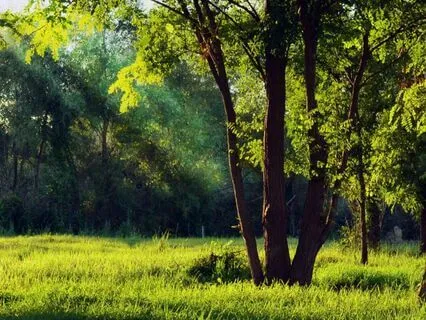 Whispers Of Zen Music For Anxiety Relief