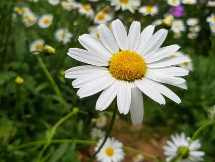 White Awareness Guided Meditation: Awareness Is Understanding Is Love