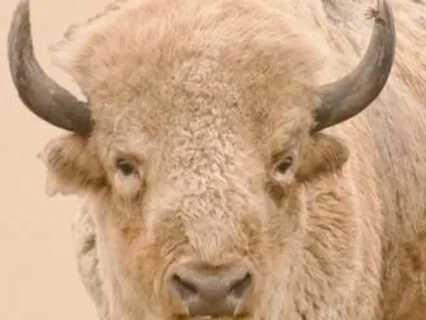 White Buffalo