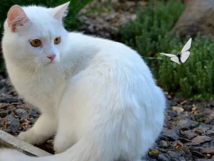 White Butterfly Meditation