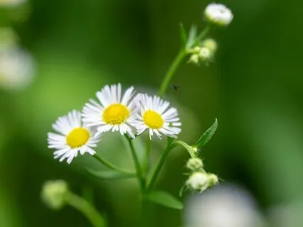 White Light Meditation