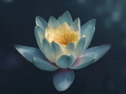 White Lotus Blessing Meditation