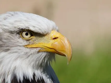 White Noise For Hyper Focus [The White Noise Collection]