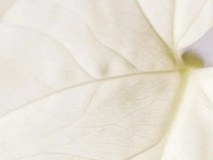 White Noise Rain [The White Noise Collection]