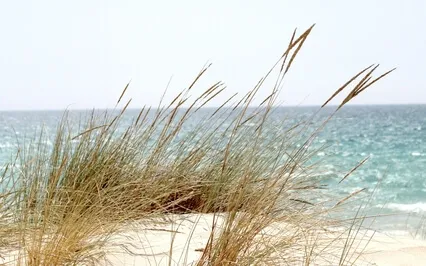 White Noise: Wind. Relaxation, Deep Sleep, Focus