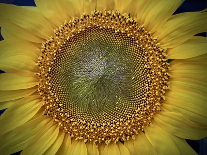 White Noise With Sacred Tones