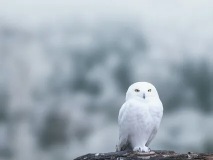 White Owl
