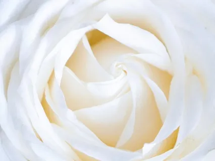White Rose Healing And Message From Spirit