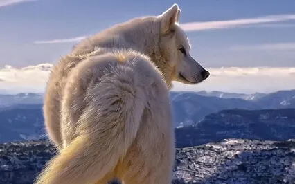 White Wolf Meditation For Healers & Empaths