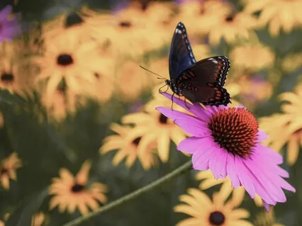 Who Am I - An Insightful Meditation Session