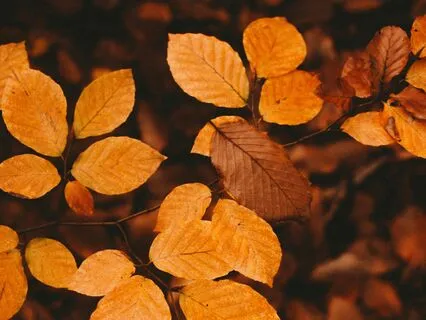 Challenge Day 4 Reset & Refresh: Who Dreamed Me Here