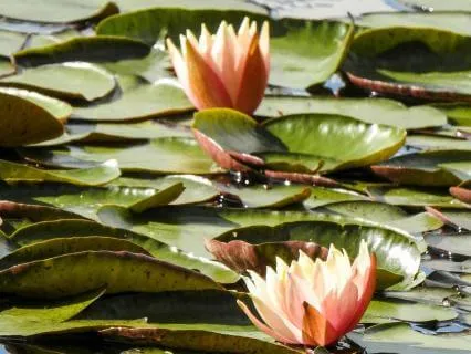 Who Is Caring For Me?