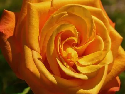 Who Is Mrs. Honeybee?