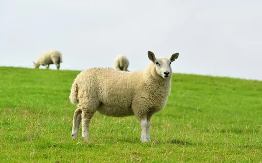 Who Needs A Shepherd Anyway?