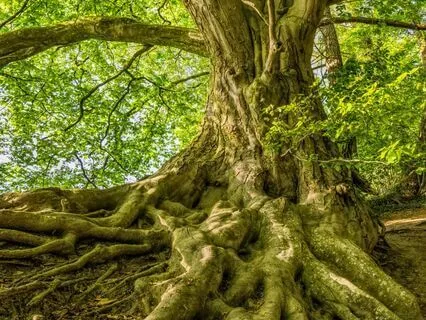 Whole Body Breathing