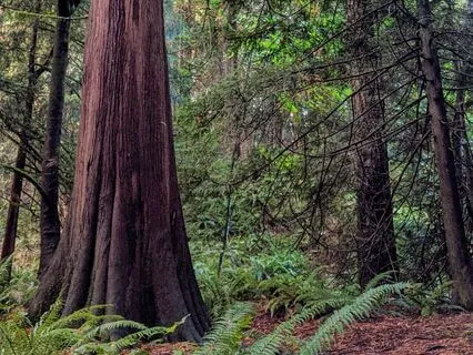Whole Body Integration Meditation