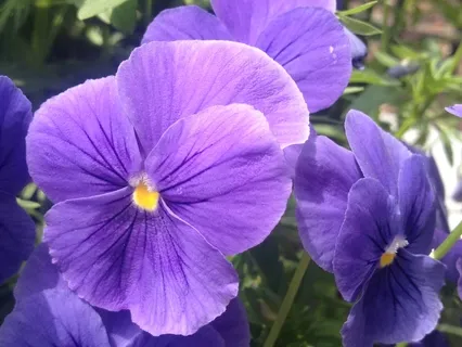 Whole Body Meditation