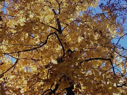 Whole Body Meditation