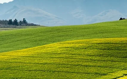 Whole Body Regeneration - Full Body Healing - Healing Music