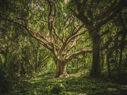 Whole Body Regeneration