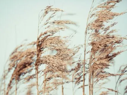 Whole System Integration: Mind, Body, And Emotions