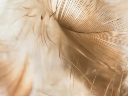 Wholeness Meditation Insight timer 2