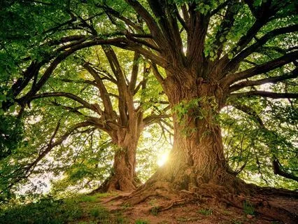 Wholeness Within: Integrating Mental Health And Spirituality