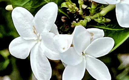 Why Being Like Ted Lasso Works