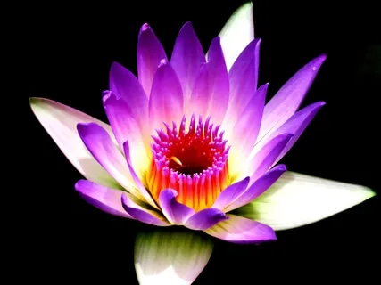 You Can Only Have The Meditation You Are Having