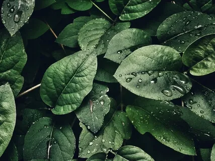 Why We Don't Meditate