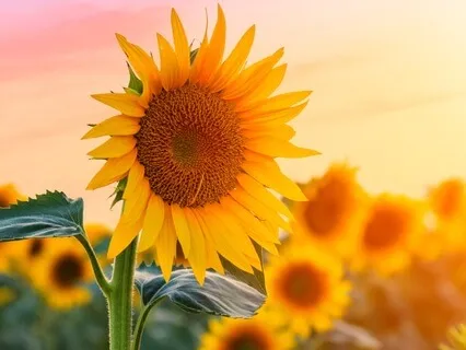 Why We Should All Be Practicing Kindfulness