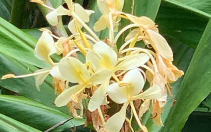 Why We Teach Music, Interview Stephen Melillo