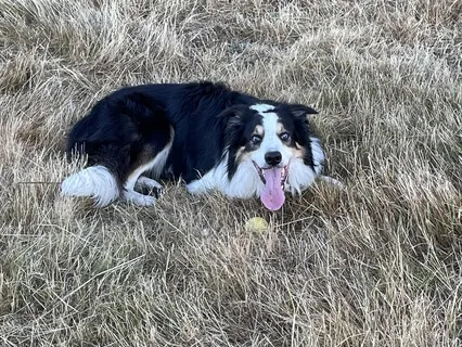 Why Your Dog Doesn't Suffer And You Do