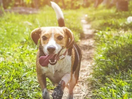 Why Your Dog Is Your Best Friend