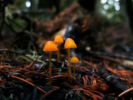 Why Your Growth Is Stagnant