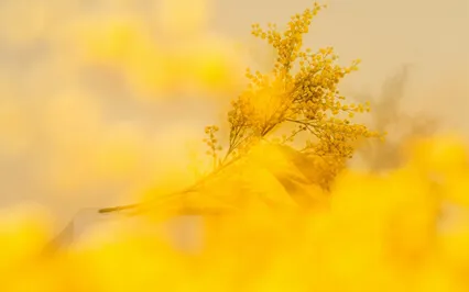 Widening The Circle With Loving Kindness