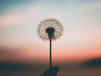 Wider Harmony In The Heart Of Life - Metta Practice