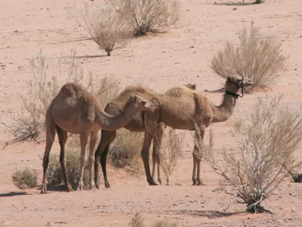 Flöte - Wie eine Fata Morgana