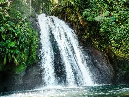 Wild And Free Stream In The Woods For Relaxation