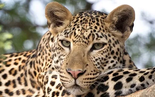 Wild Cat Meditation: Meeting A Power Animal Guide/Protector